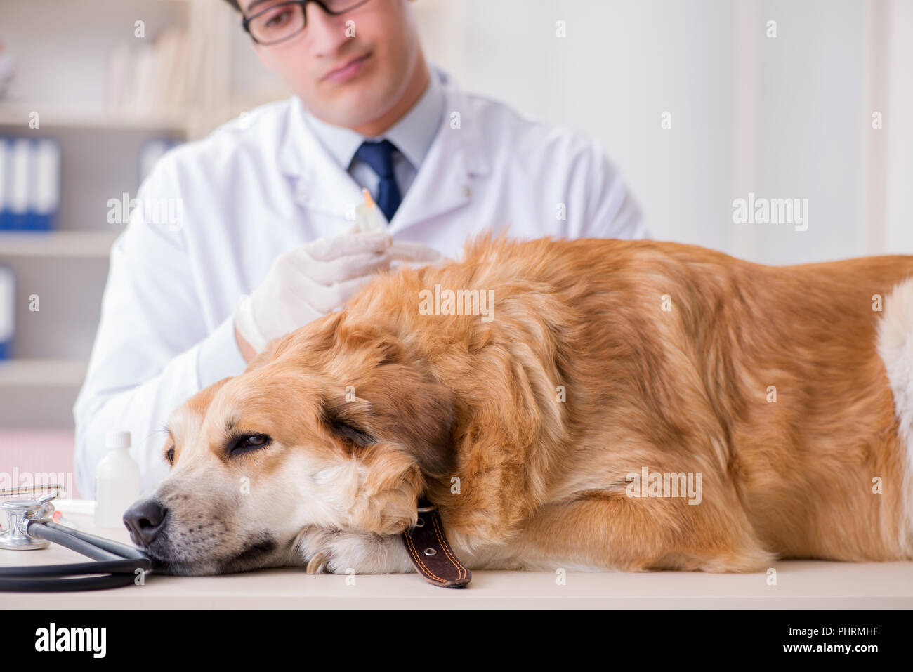 Doctor examining golden retriever dog in vet clinic Stock Photo Alamy