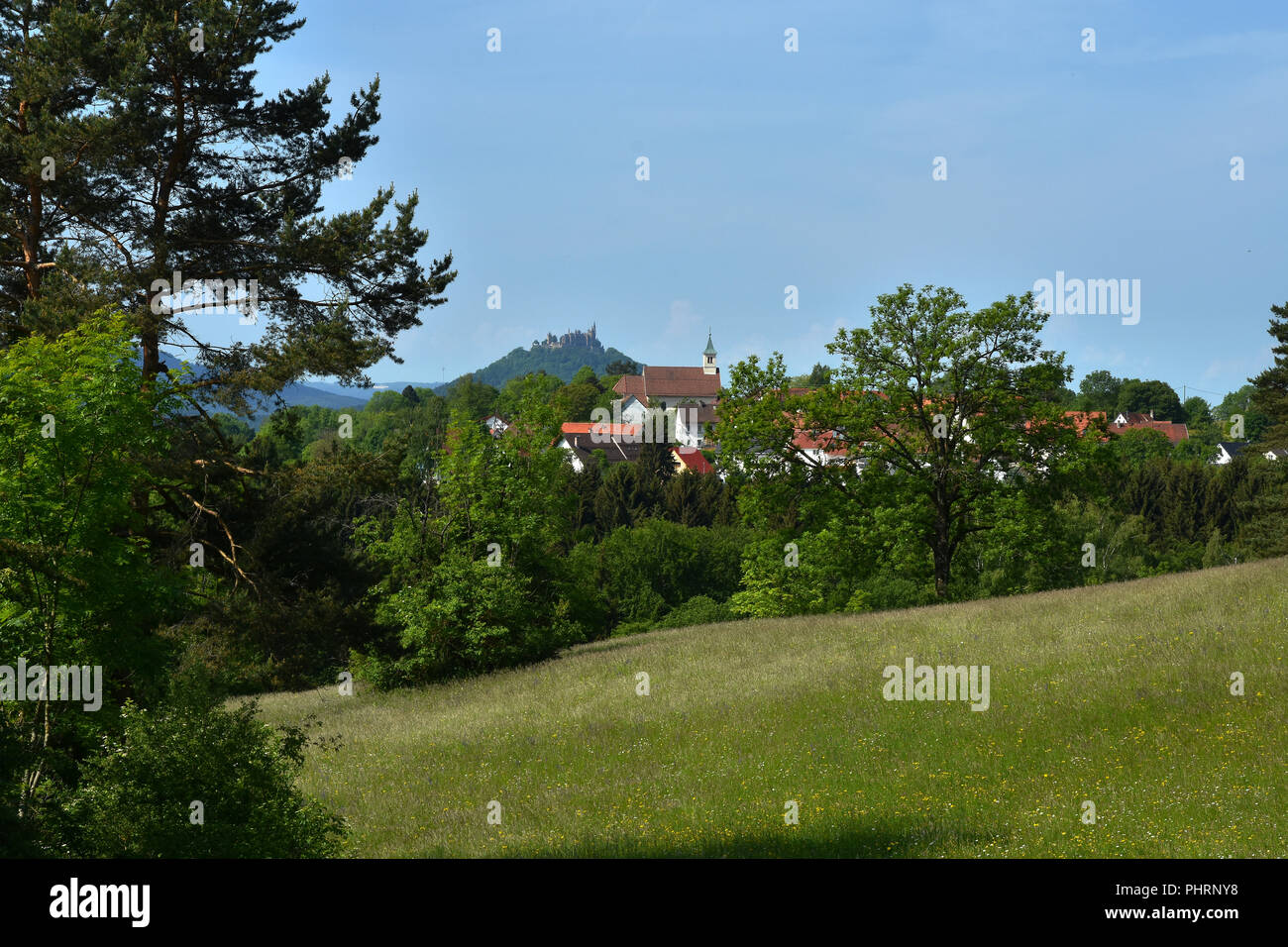 common juniper; juniper landscape; swabian alps; near castle Hohenzollern; Stock Photo