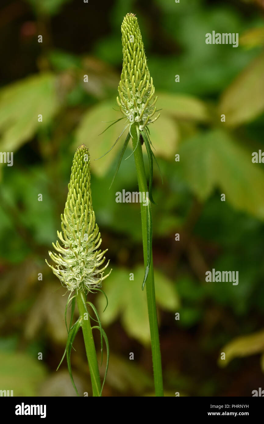 spiked rampion; Phyteuma spicatum; Stock Photo