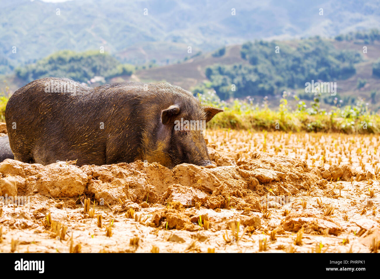 Pig Feeder Stock Photos Pig Feeder Stock Images Alamy