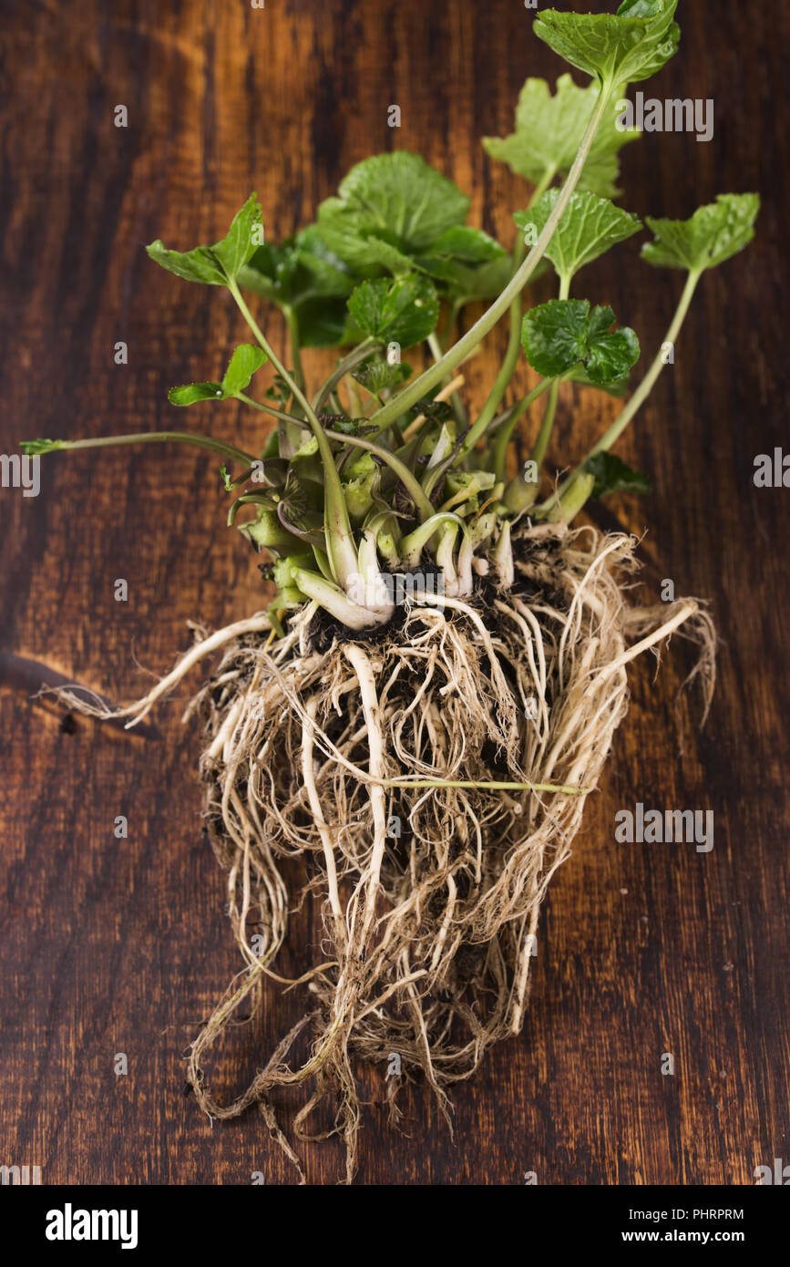 Japan matsumoto wasabi hires stock photography and images Alamy