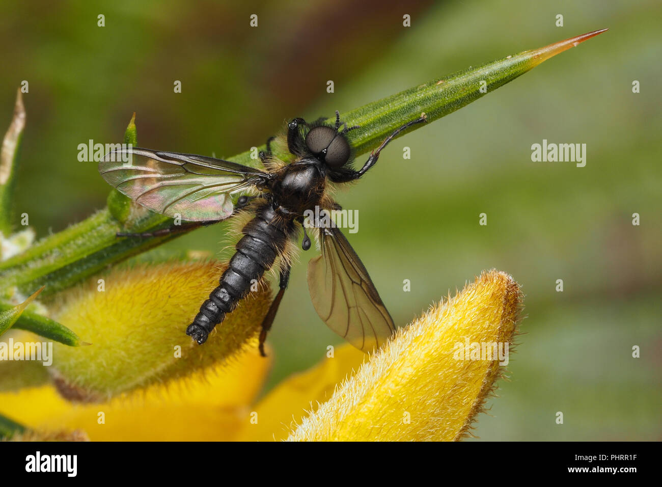 Bibio sp. fly perched on gorse bush. Tipperary, Ireland Stock Photo