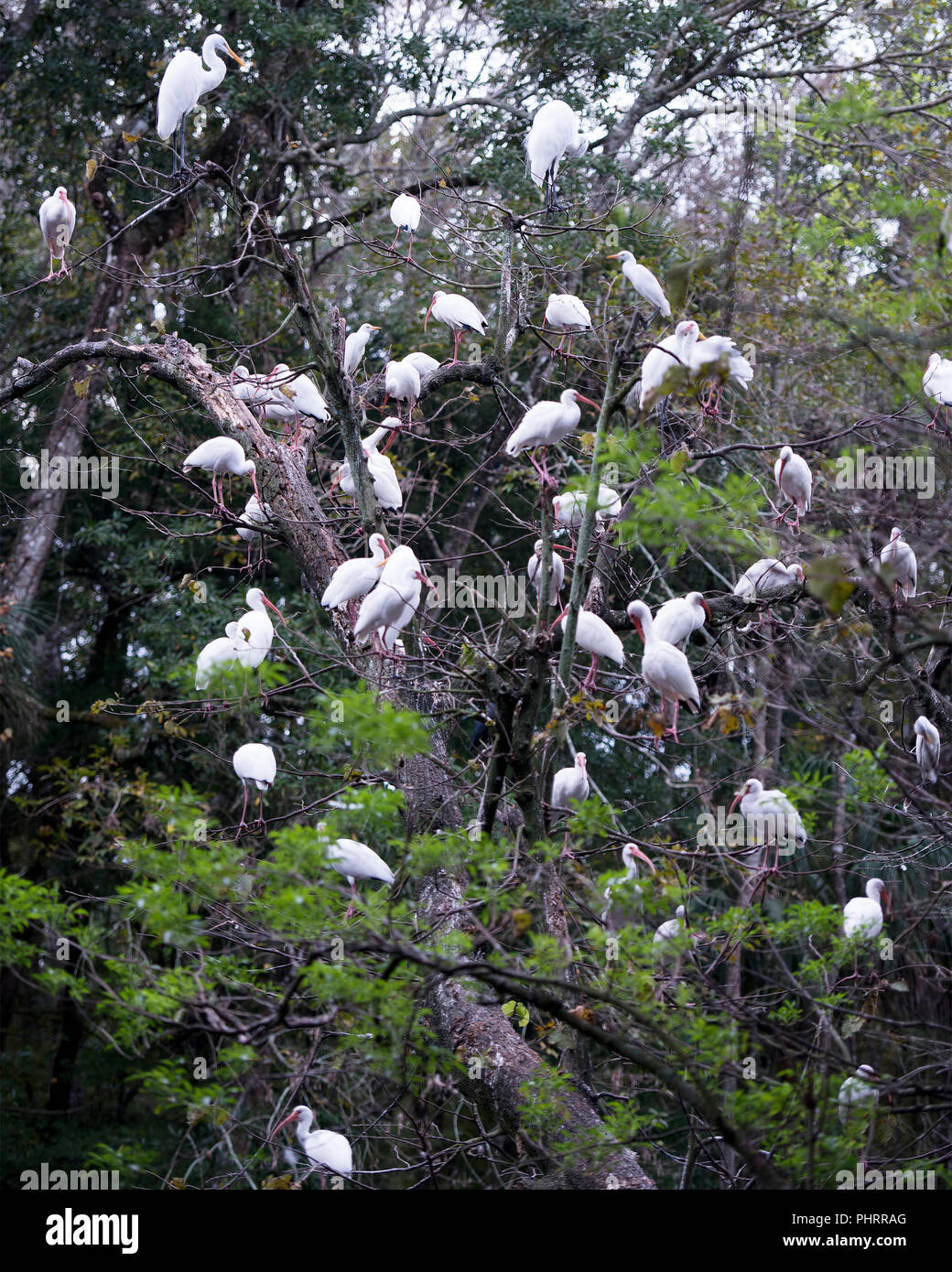 White Ibis birds flock in their surrounding. Stock Photo