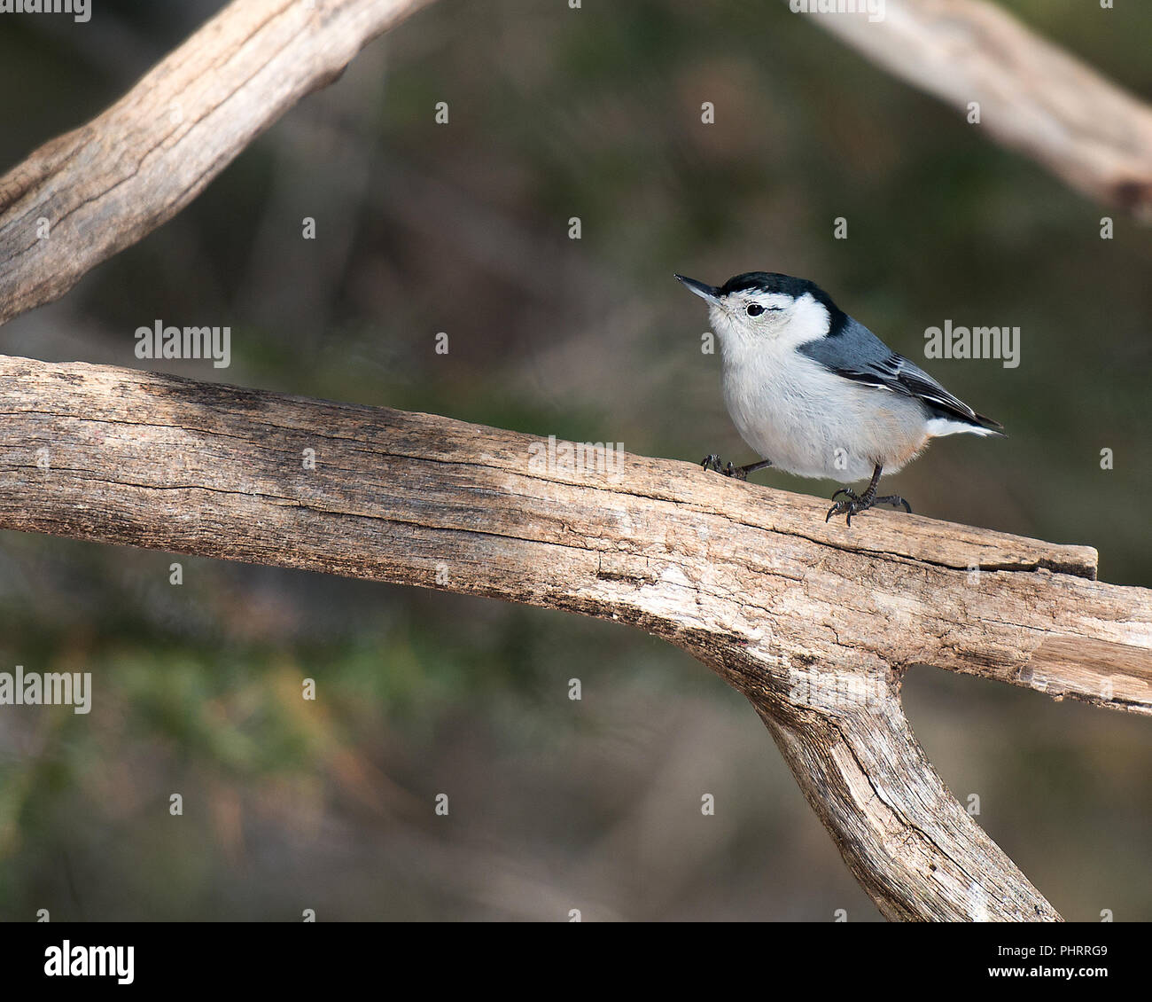 White-Breasted Nuthatch bird perch on a branch in its surrounding. Stock Photo