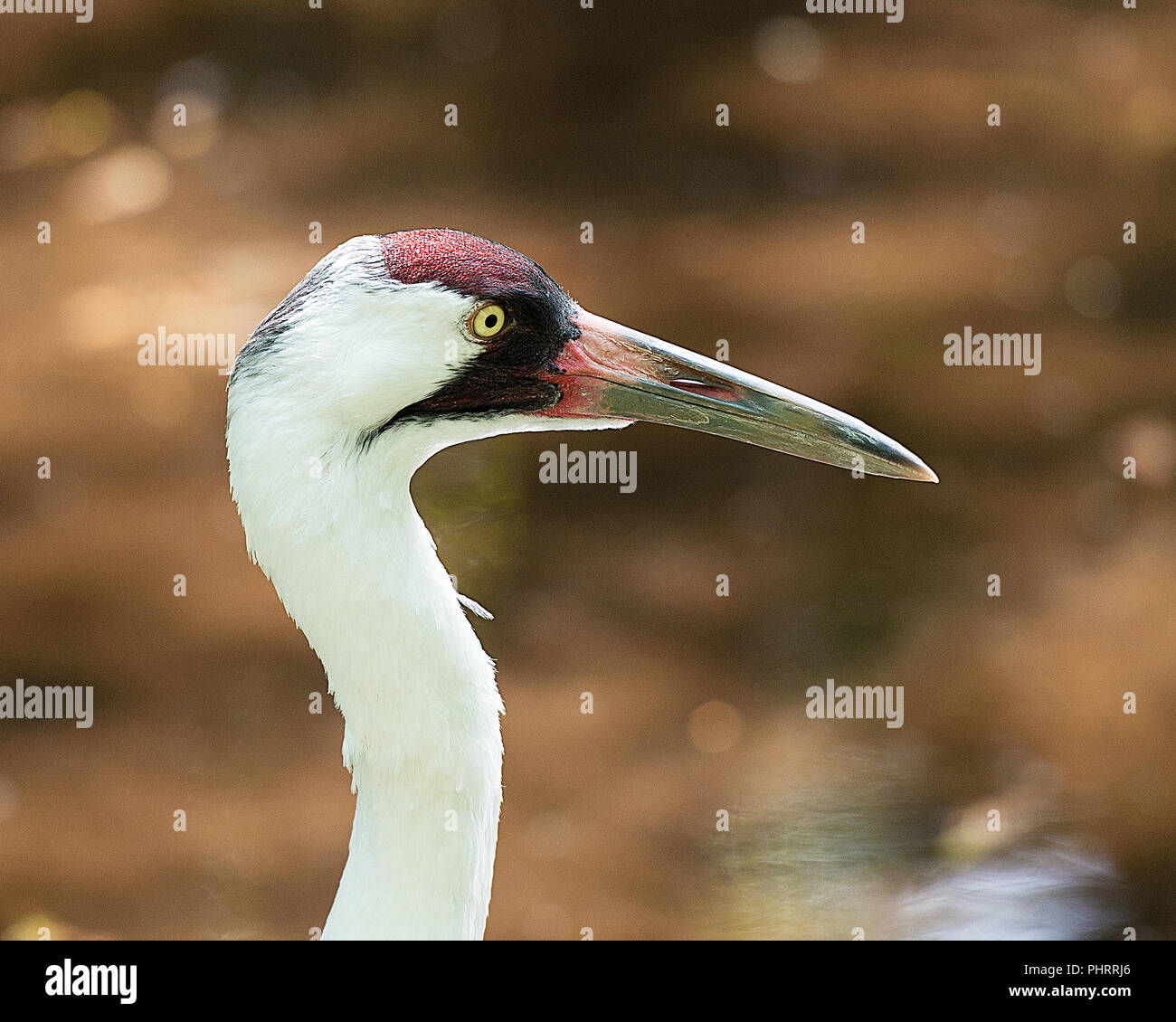 Whooping Crane bird close up enjoying its surrounding. Stock Photo