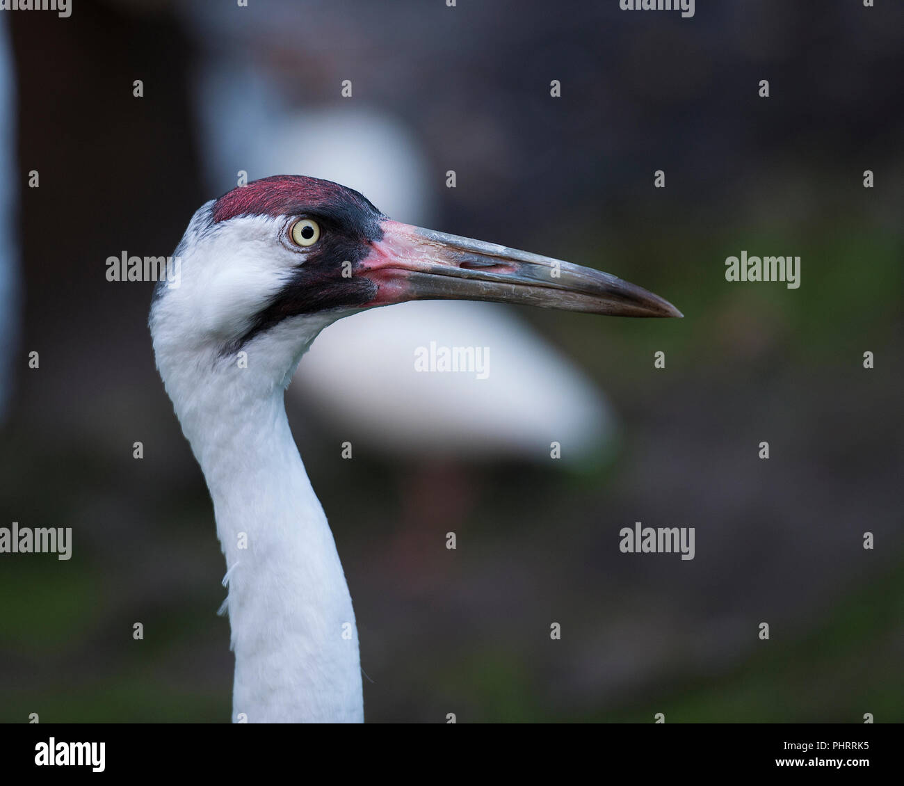 Whooping Crane bird close up enjoying its surrounding. Stock Photo