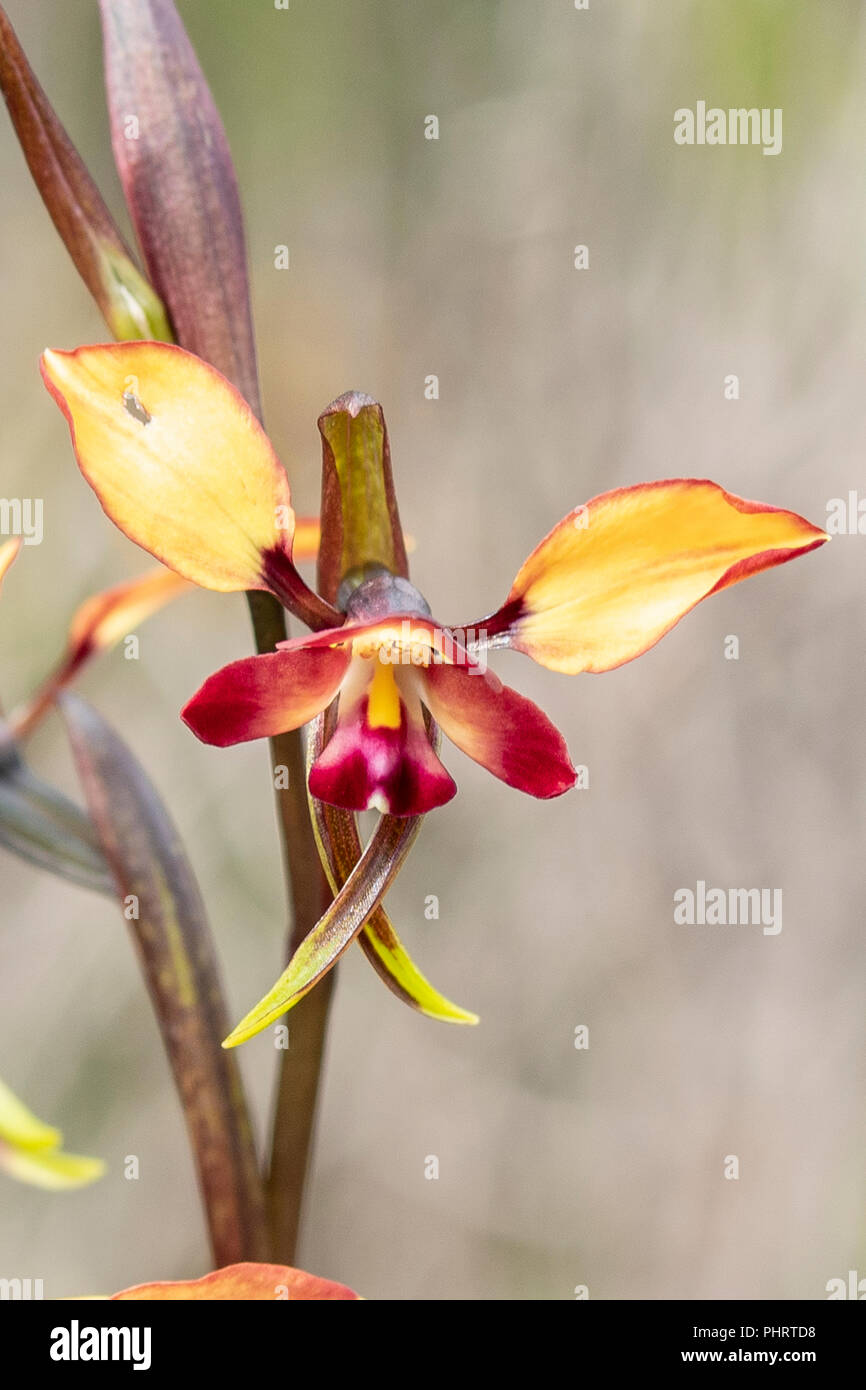 Diuris magnifica, Pansy Orchid Stock Photo