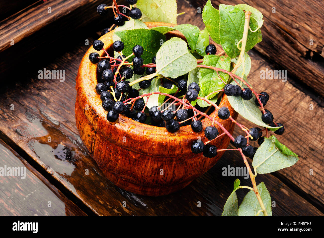 Aronia melanocarpa or black chokeberry with leaves.Herbalist Stock Photo