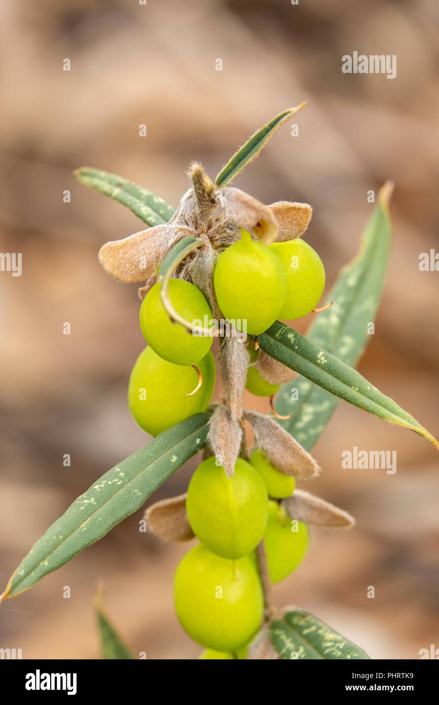 Persoonia media Stock Photo