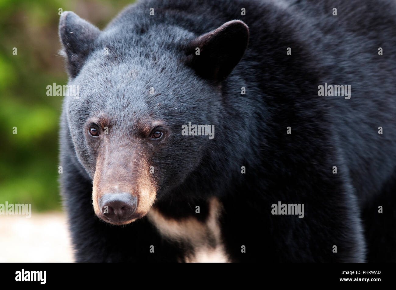Black bear close up profile view hi-res stock photography and images ...