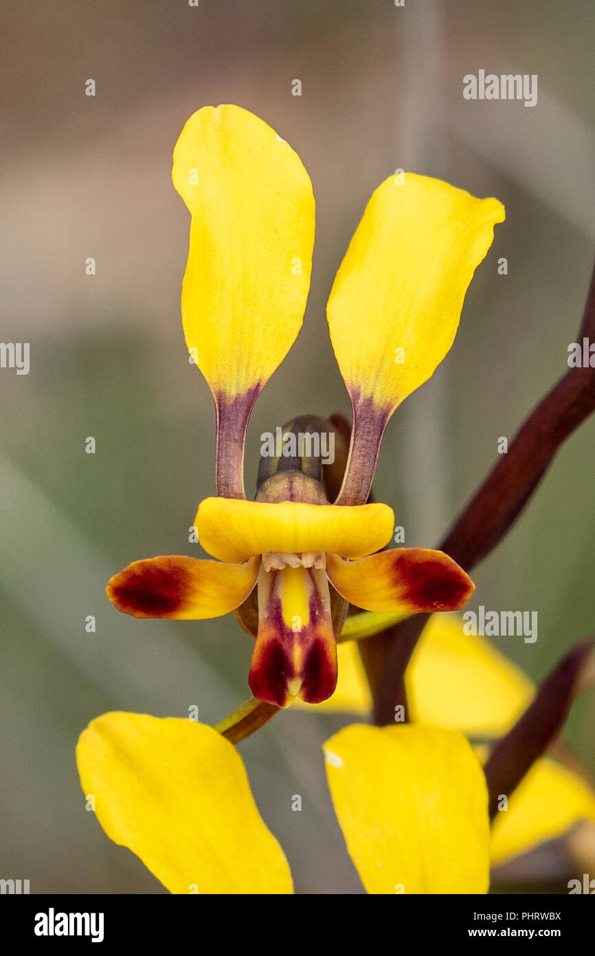 Diuris perialla, Early Donkey Orchid Stock Photo