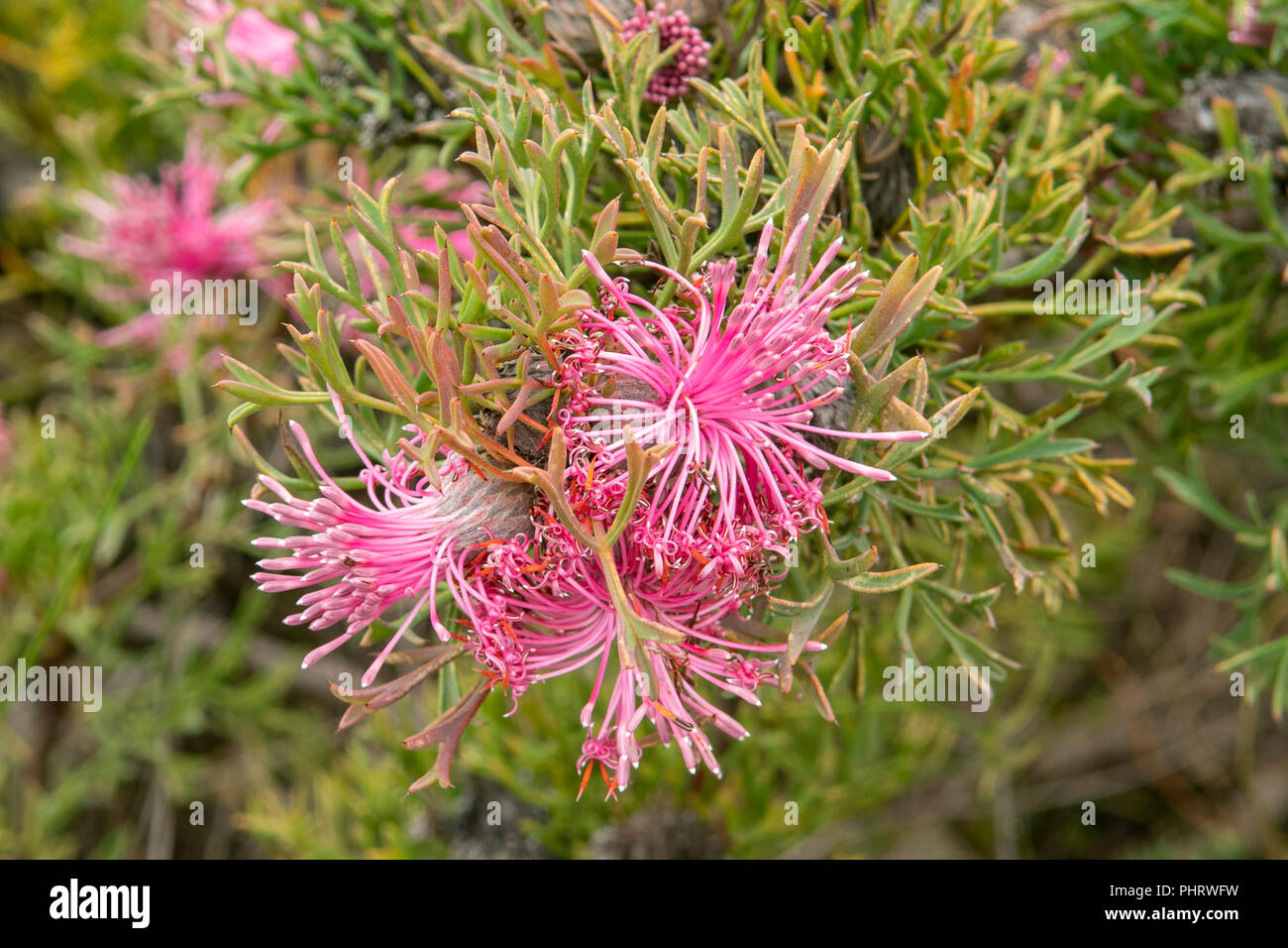 Isopogon dubius, Pincushion Cone Flower Stock Photo