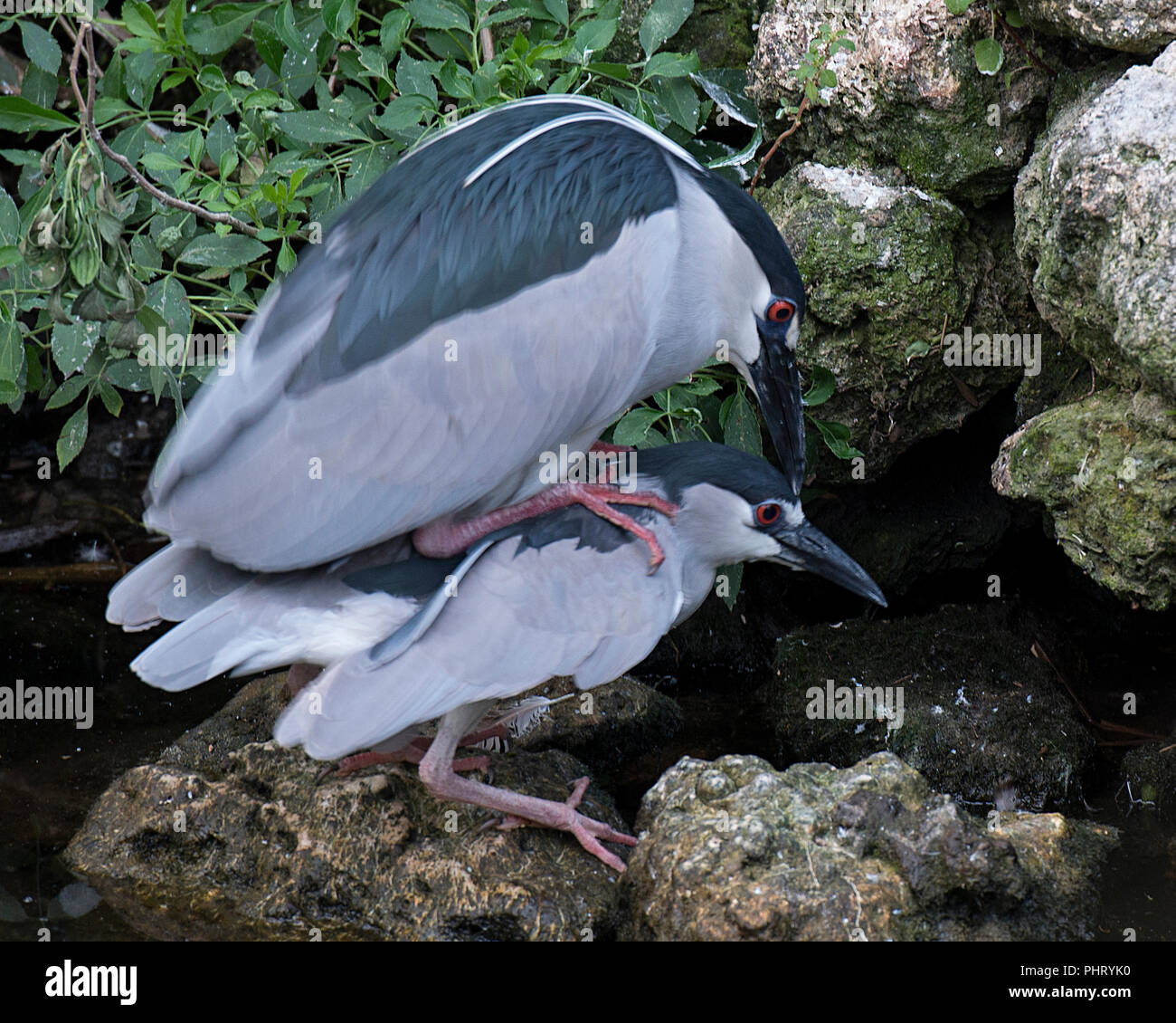 Black-Crowned Night-Heron Bird in courtship. Stock Photo