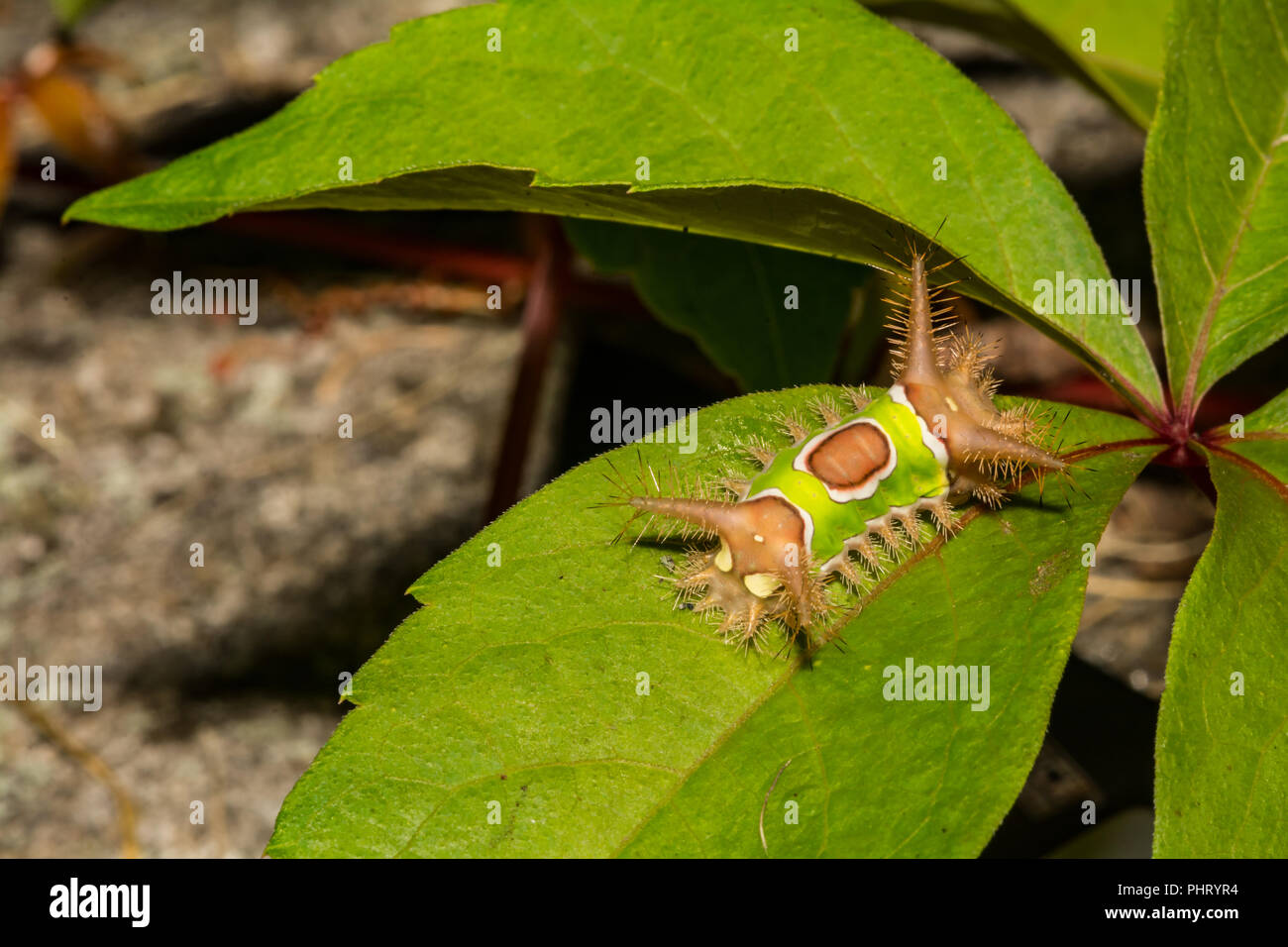 Saddleback Caterpillar (Acharia stimulea Stock Photo Alamy