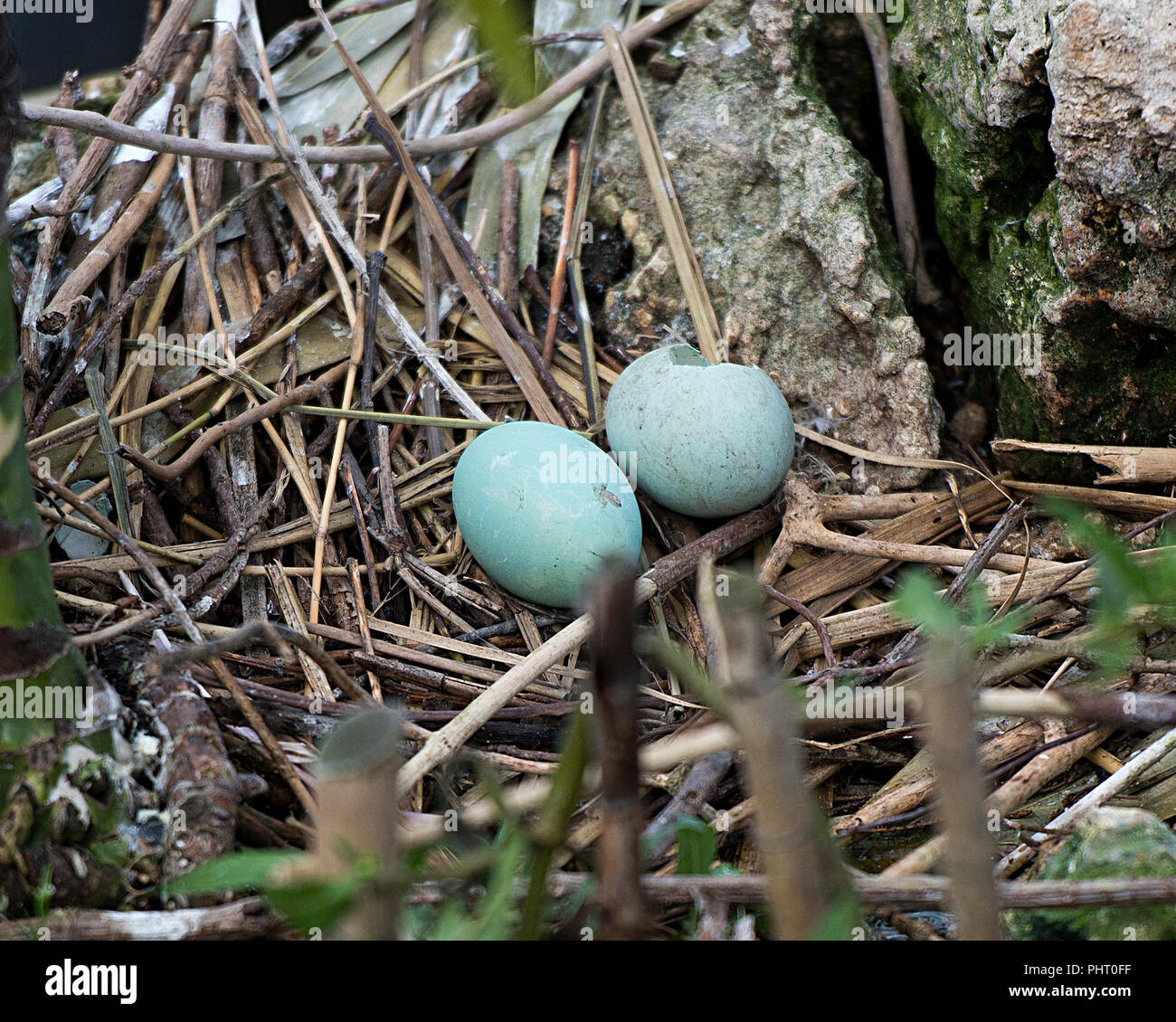 Black-Crowned Night-Heron bird eggs on the nest. Stock Photo