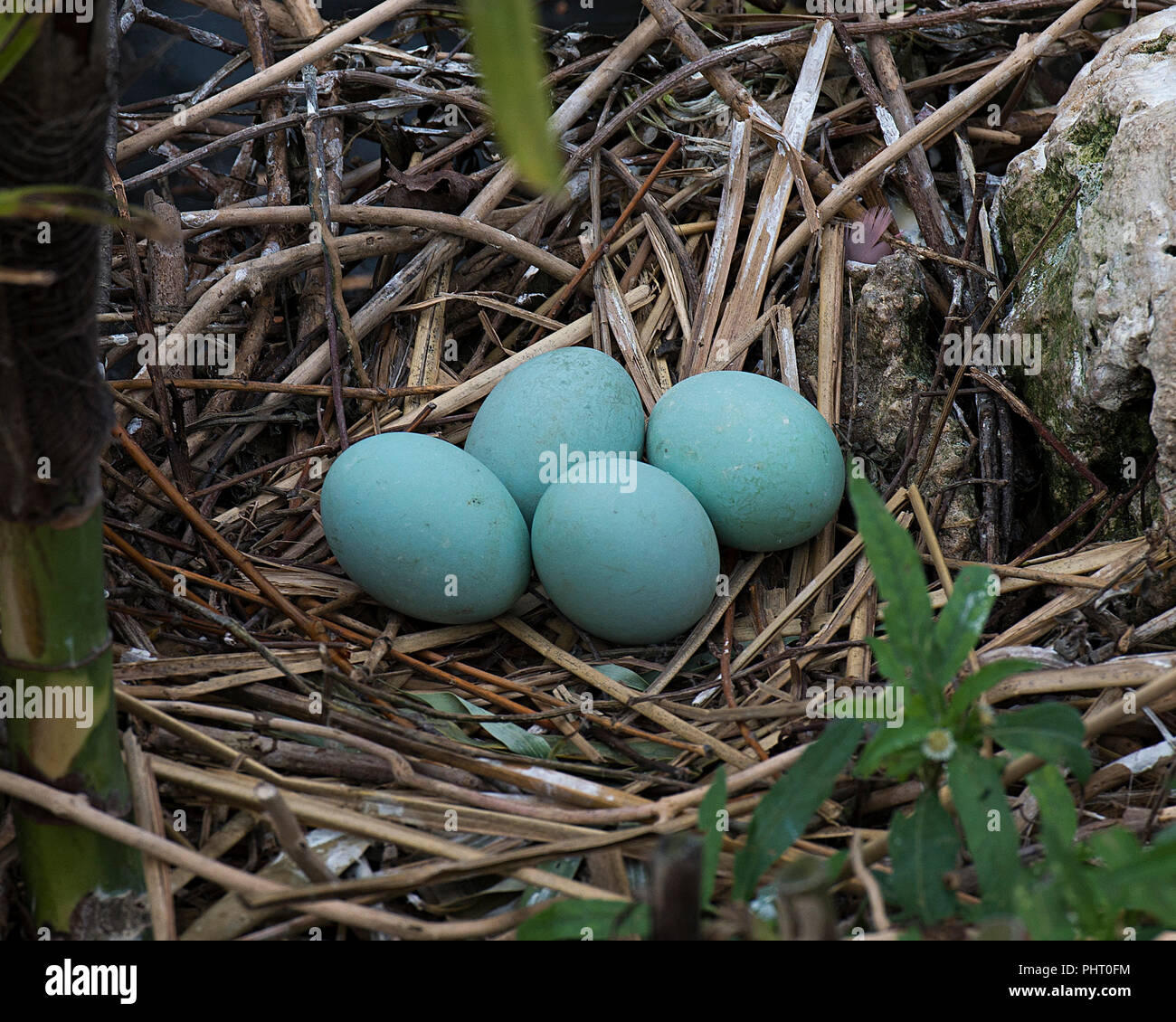 Black-Crowned Night-Heron bird eggs on the nest. Nest with bird eggs. Stock Photo