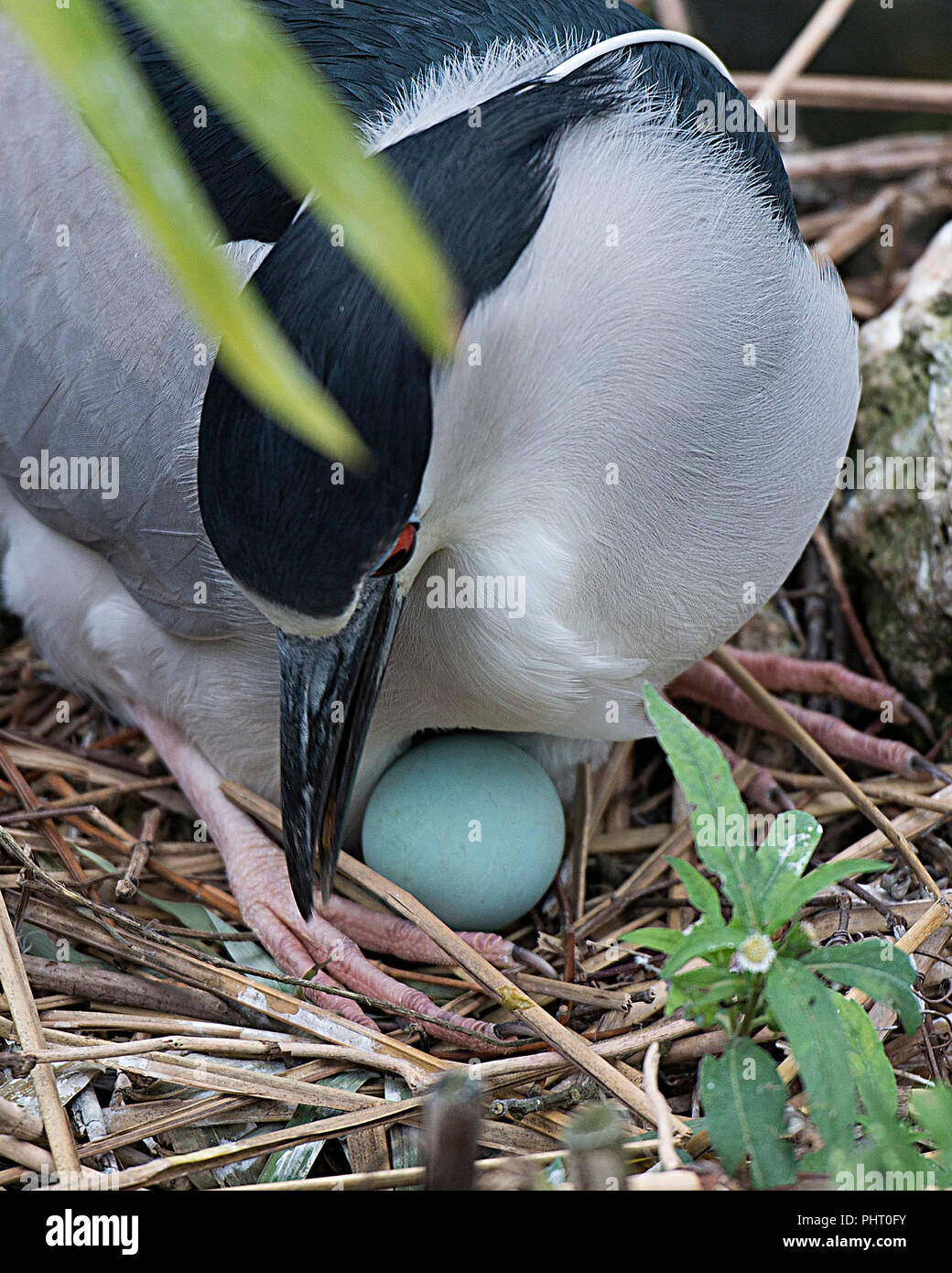 Black crowned night heron on nest hires stock photography and images