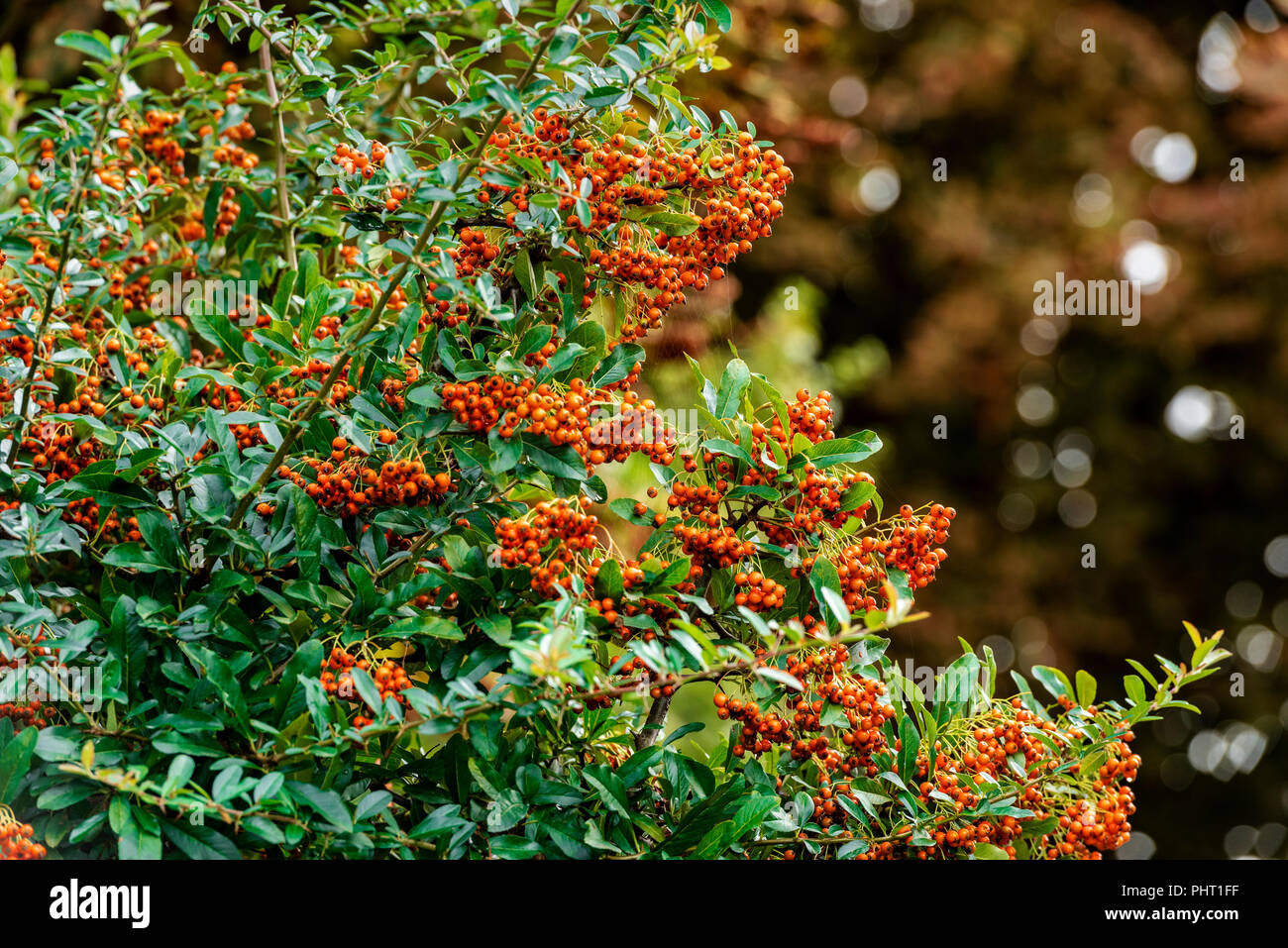Pyracantha saphyr orange cadange, firethorn saphyr orange, rosaceae. Late summer orange berries on this evergreen shrub. Stock Photo