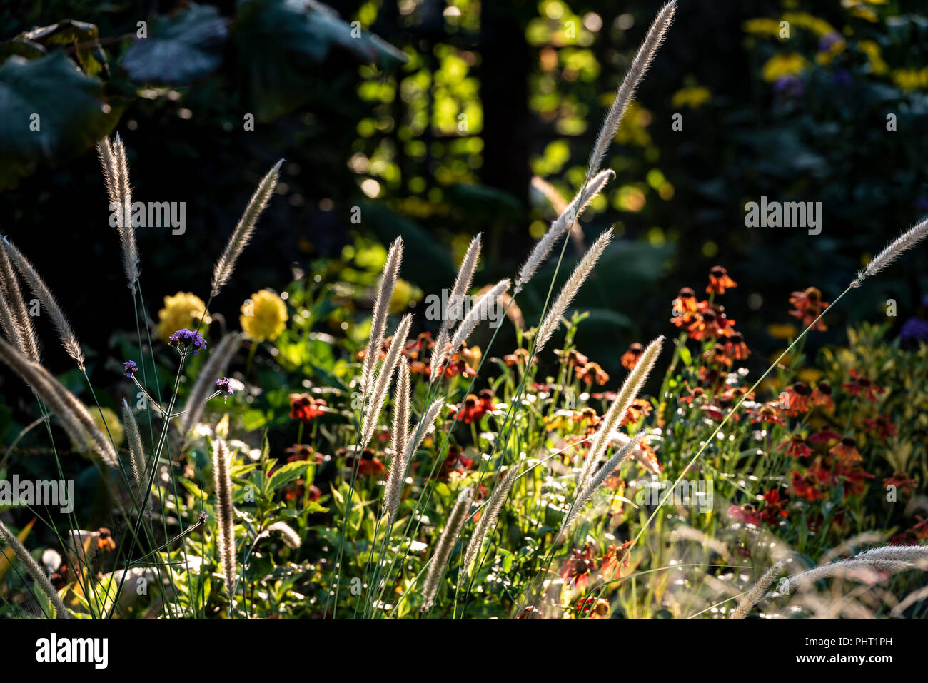 Pennisetum 'Fairy Tails', fountain grass, poaceae, growing in a mixed border of flowers and grasses. Stock Photo