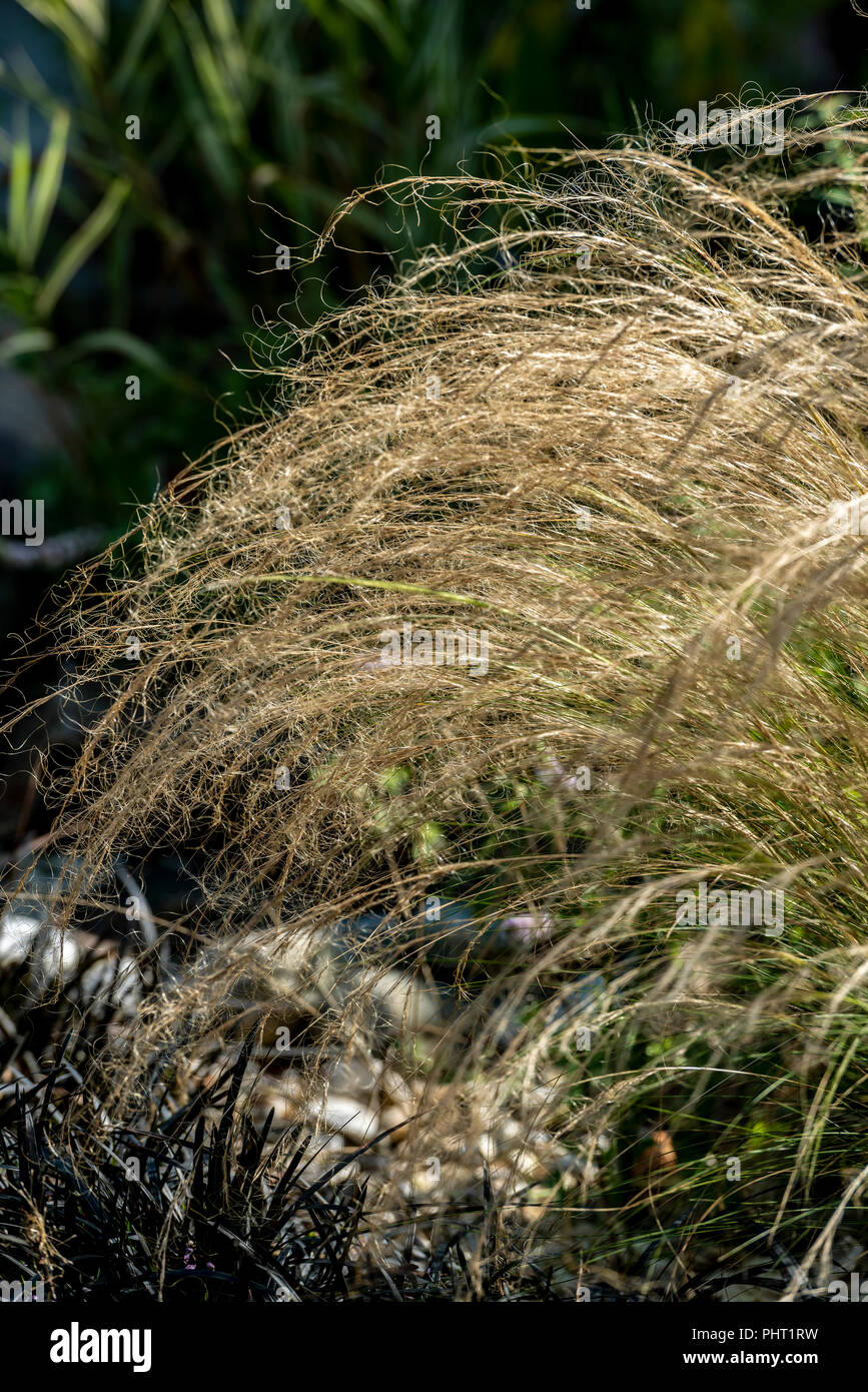 Stipa tenuissima, Mexican feather grass, Poaceae. In early September.Clump forming perennial grass. Stock Photo