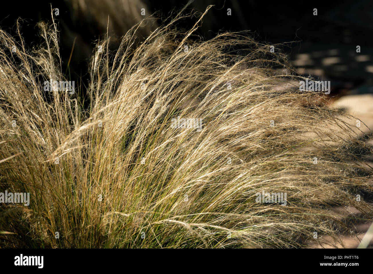 Stipa tenuissima, Mexican feather grass, Poaceae. In early September.Clump forming perennial grass. Stock Photo