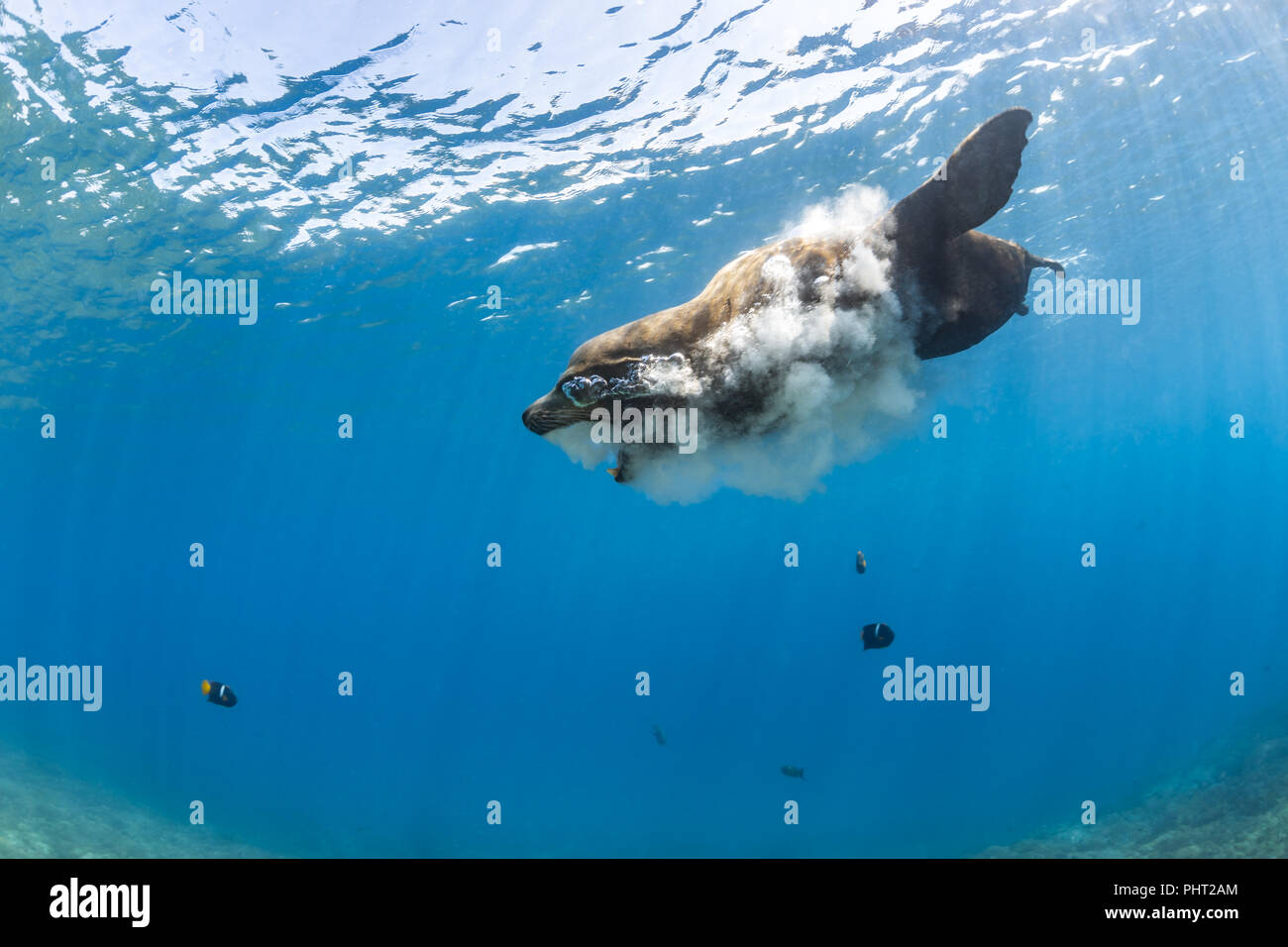 Brown California Sea Lion vomiting in the water, San Rafaelito, Sea of Cortez Stock Photo