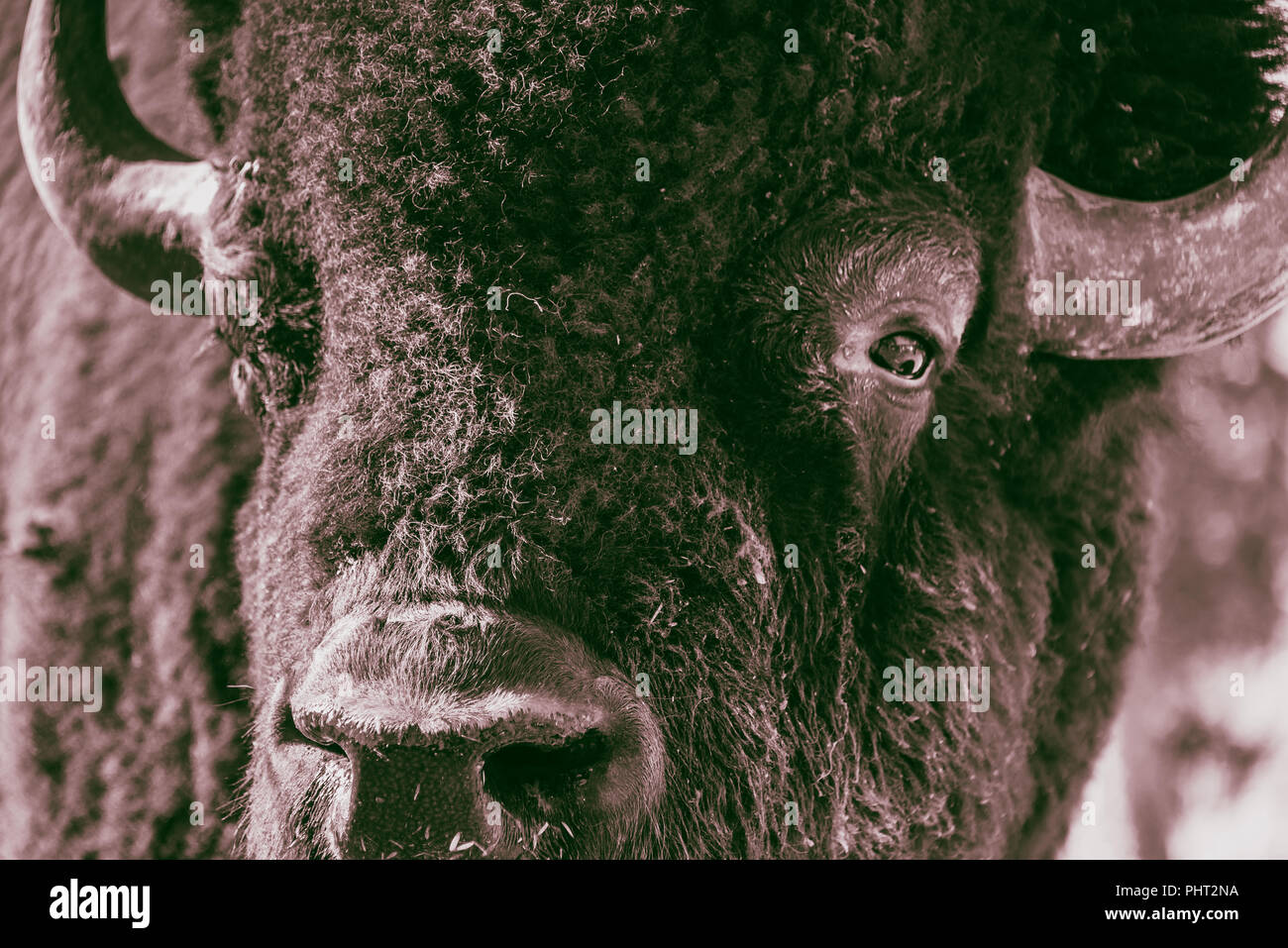 Male Bison buffalo head close-up in BC, Canada Stock Photo