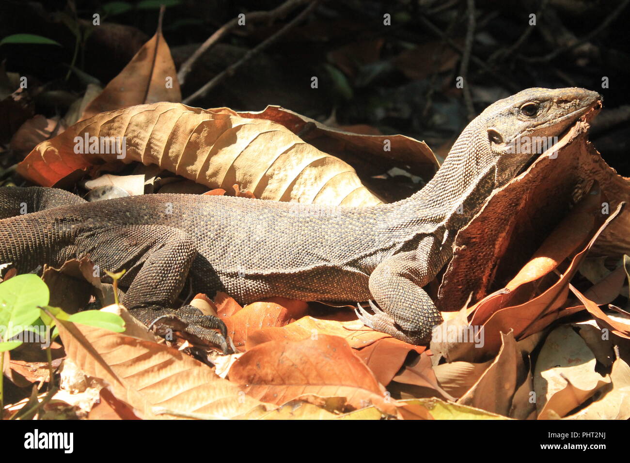 Baby monitor lizard hires stock photography and images Alamy