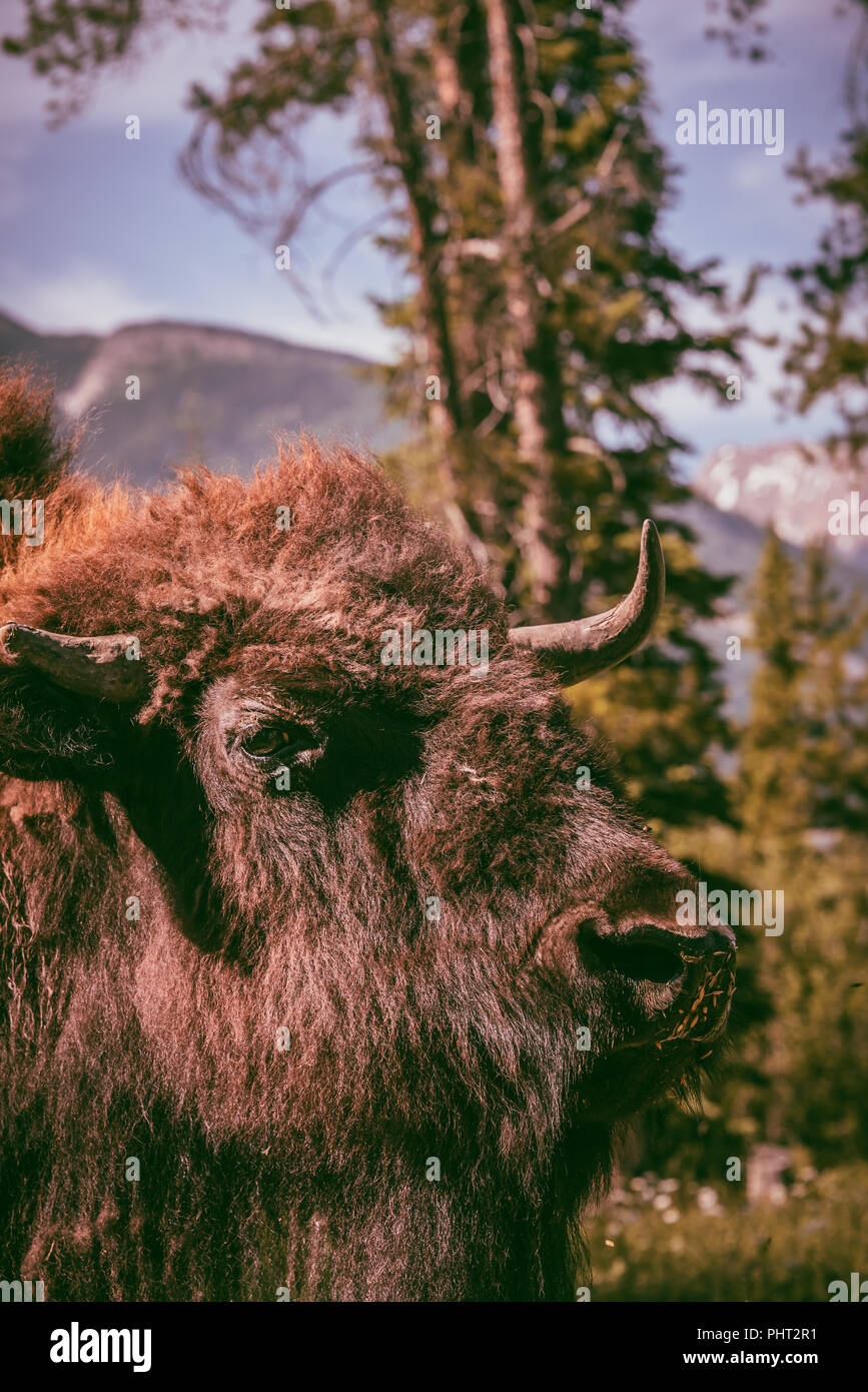 Beautiful male Buffalo in Canadian field Stock Photo