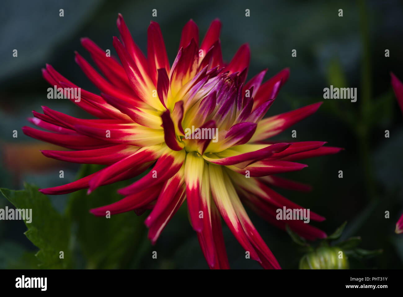 Close up of the bright, red yellow delicate single summer flower of the tuberous perennial Dahlia in the English garden, variety Weston Spanish Dancer Stock Photo