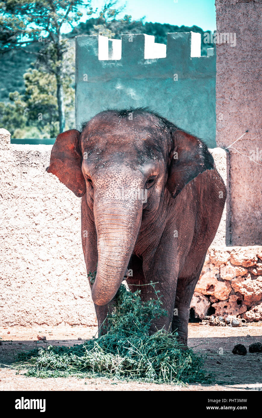 Elephant eating green plants Stock Photo Alamy