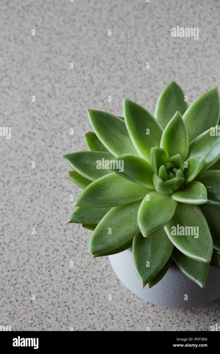 Top View of green tips echeveria succulent flower plant Stock Photo