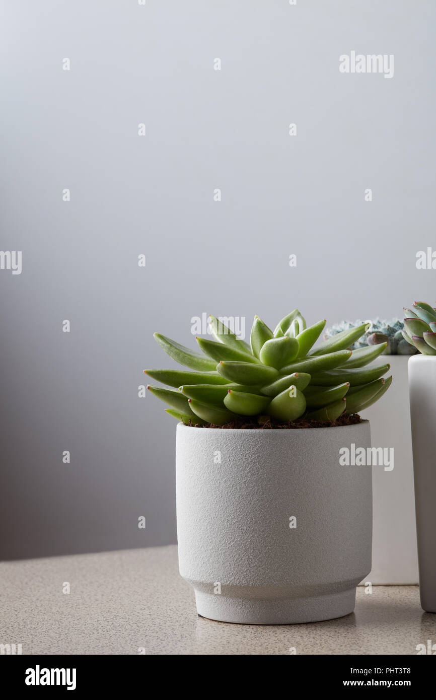 Small plant in pot succulents on gray table Stock Photo