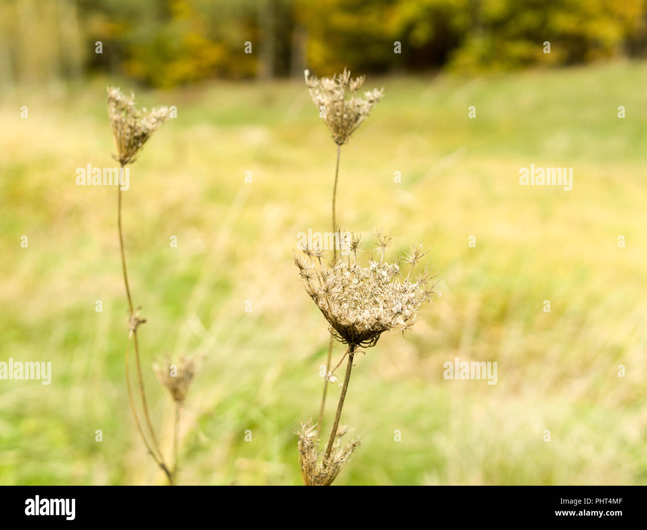 dried plant on meadow Stock Photo Alamy