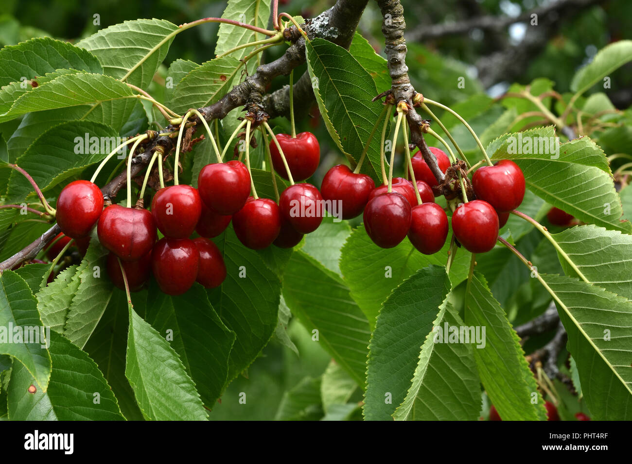cherries; sweet cherries; Stock Photo