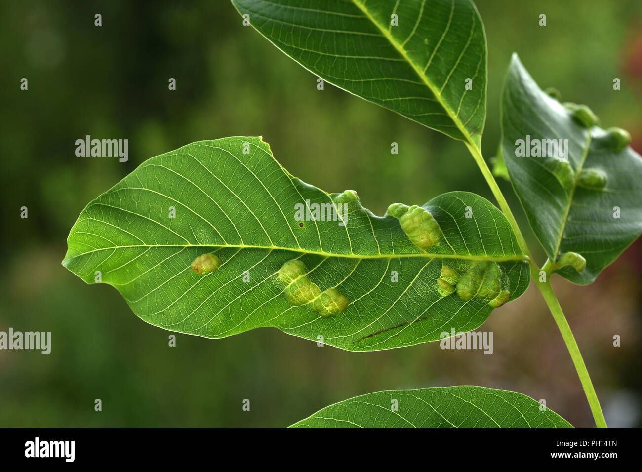gall mite; walnut leaf gall mite Stock Photo