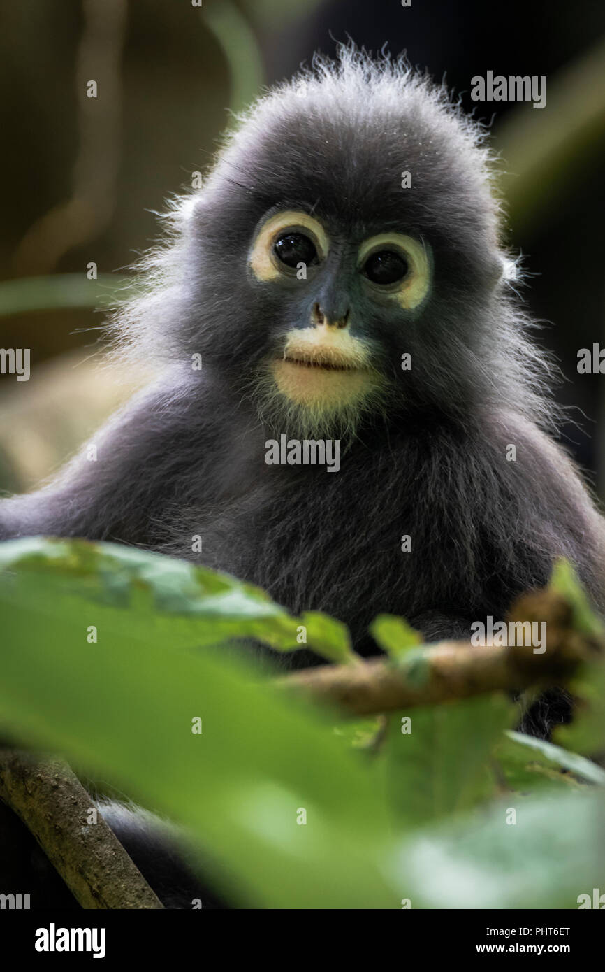 Dusky leaf monkeys in tree, one holding baby - Stock Image - C042/5795 -  Science Photo Library