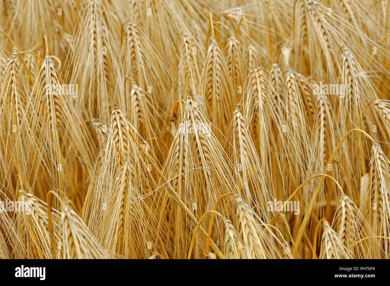 Field of wheat growing in the uk Stock Photo
