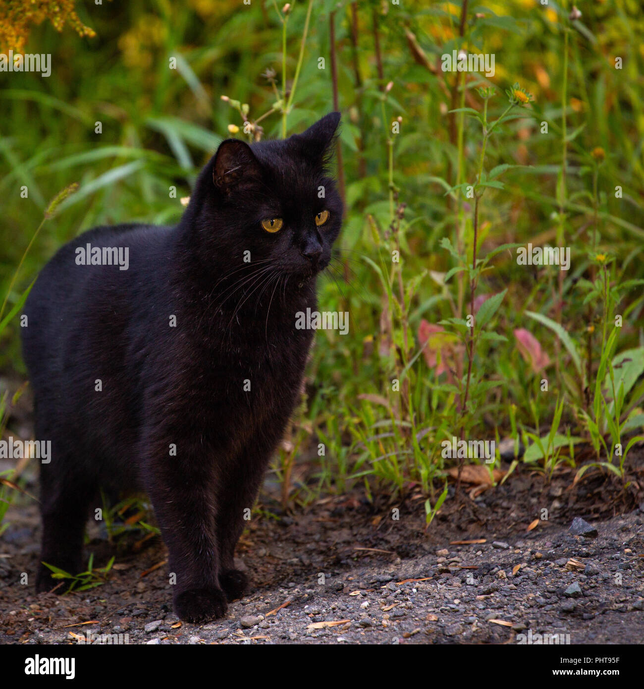 Gorgeous black cat with golden eyes, sitting on the side of the road, intensely focused on something across the street, out of the frame. Stock Photo