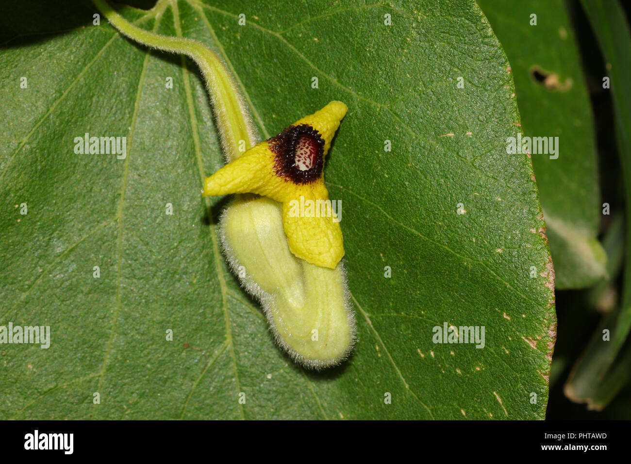 Close-up of a dutchman's pipe blossom. Stock Photo