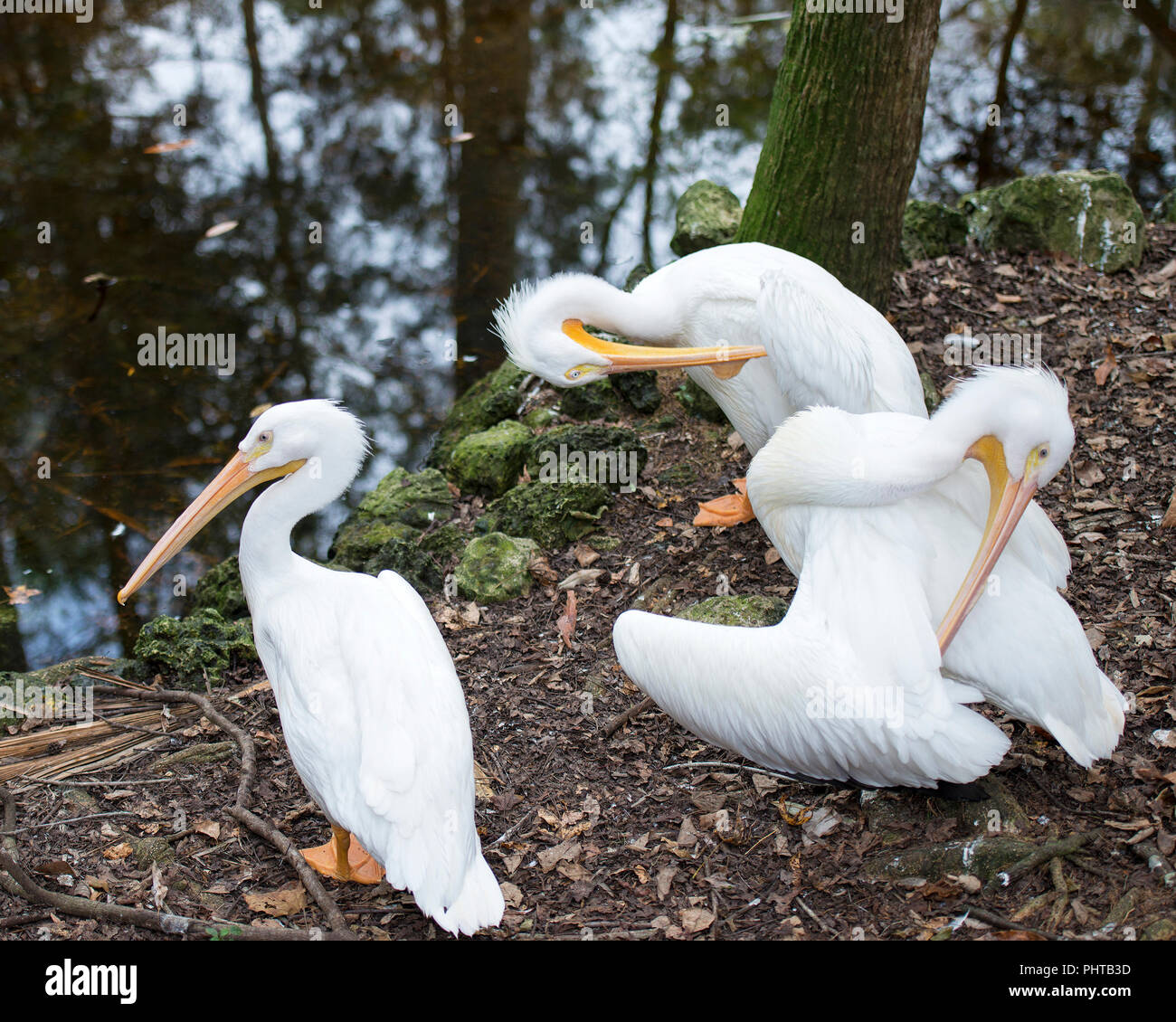 White Pelican birds cleaning themselves and enjoying the sun. Stock Photo