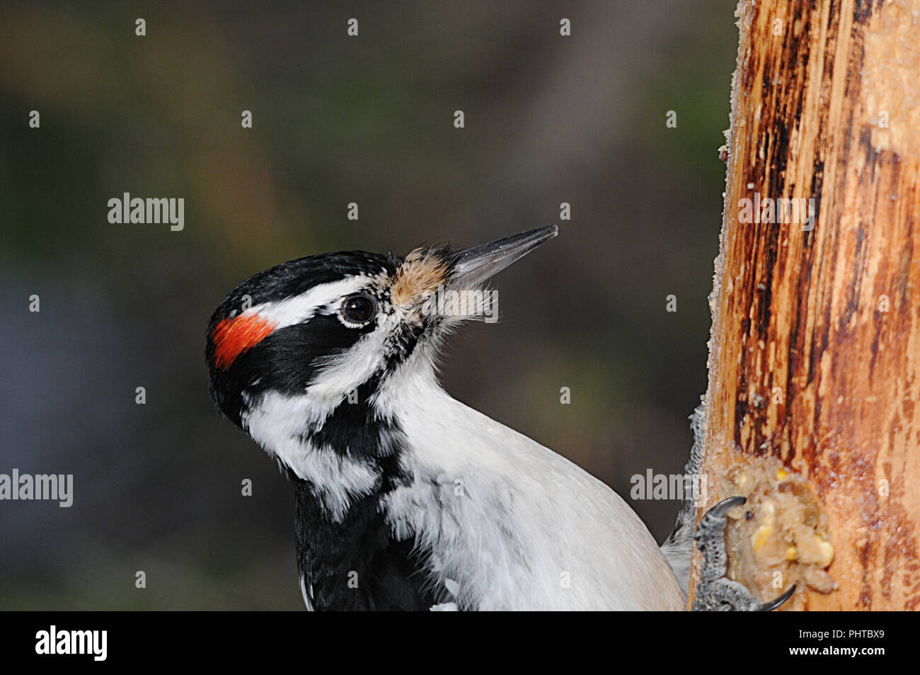 Woodpecker bird enjoying its environment. Stock Photo