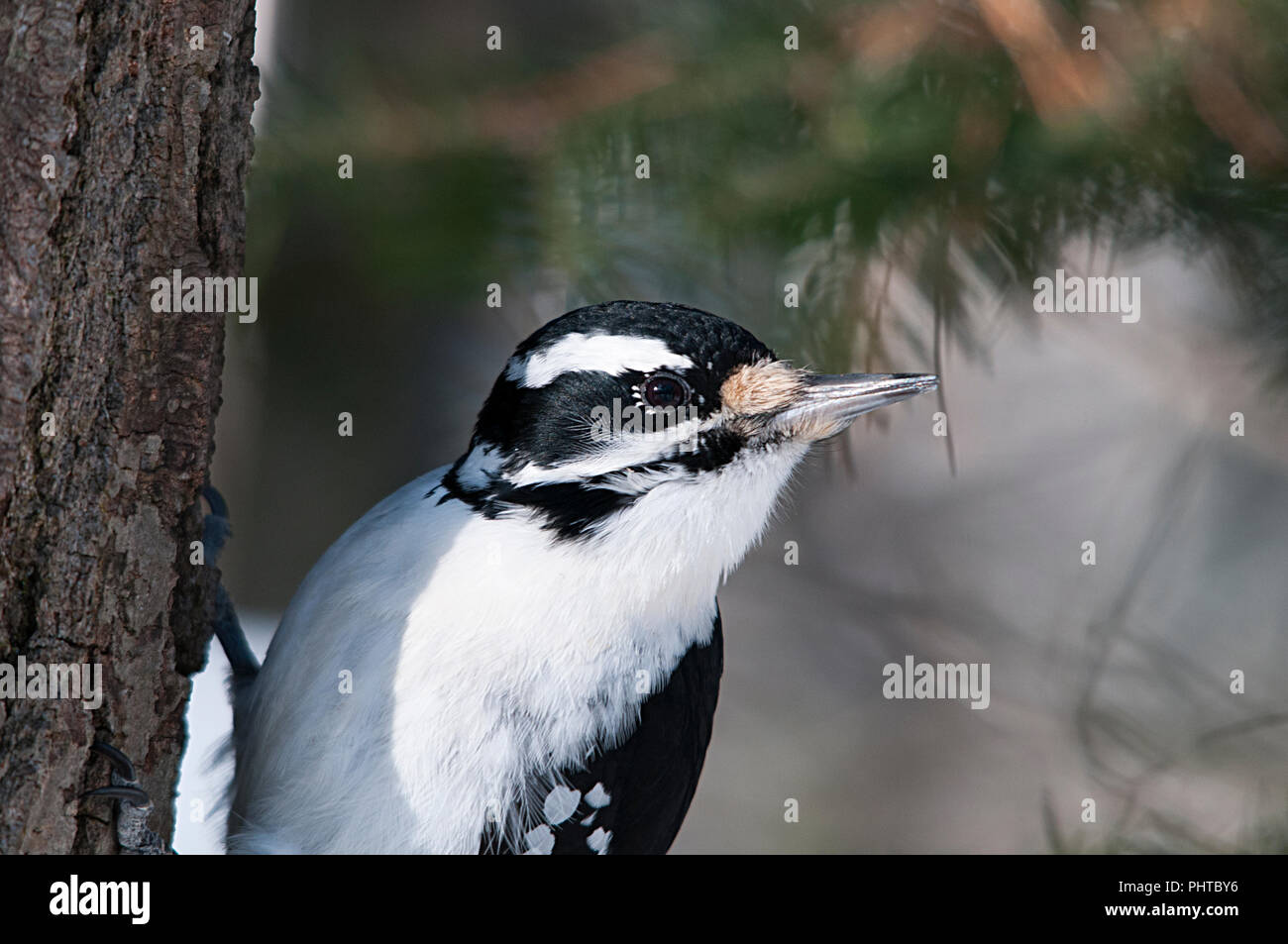 Woodpecker bird enjoying its environment. Stock Photo