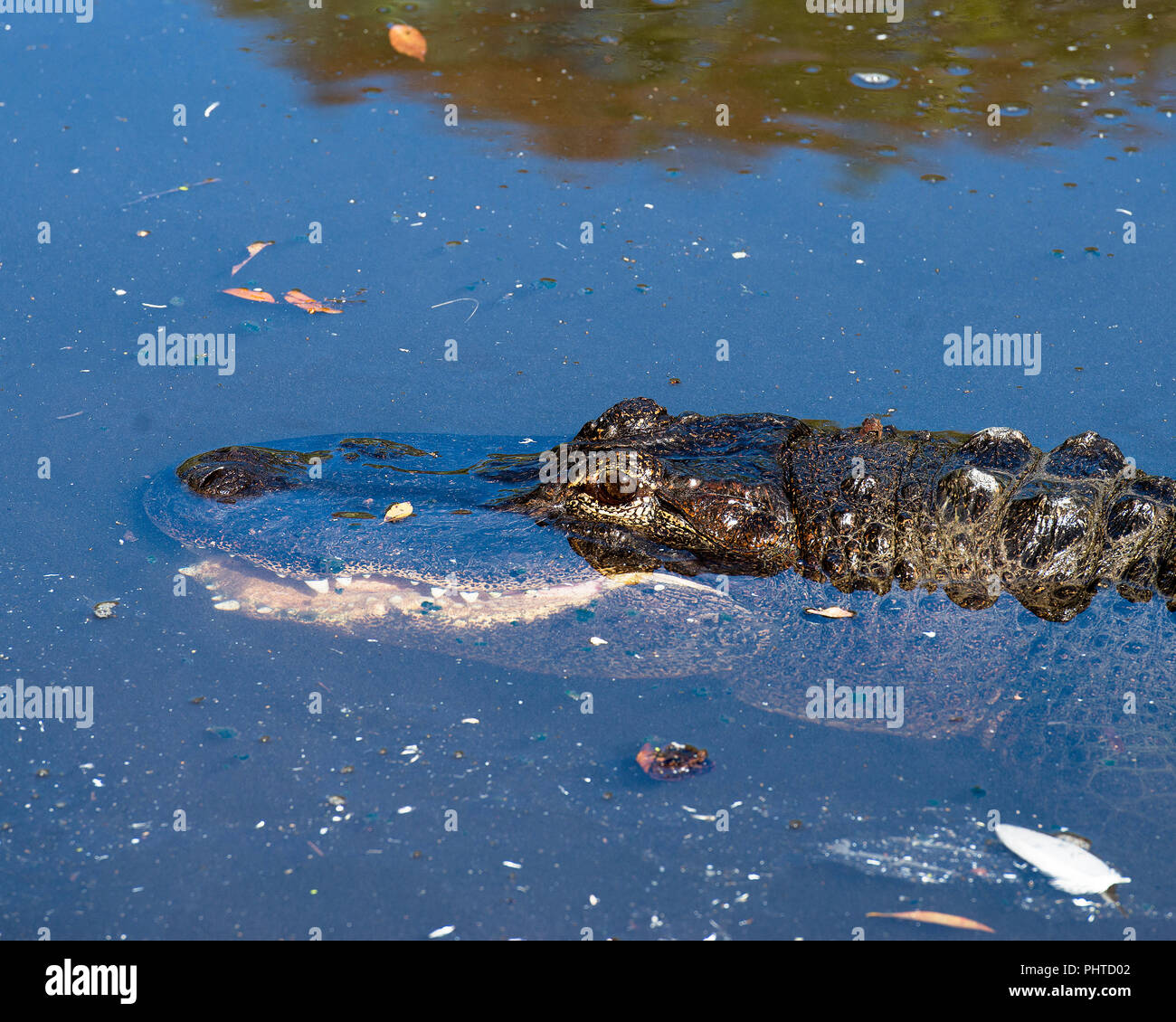 Alligator animal head close-up profile view in the water displaying eyes in its  environment and surrounding. Stock Photo