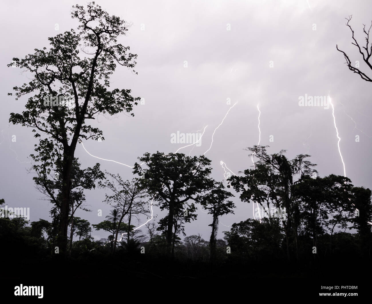 Many lightning strikes during dramatic thunderstorm with rain forest tree silhouettes in foreground, Cameroon, Africa. Stock Photo