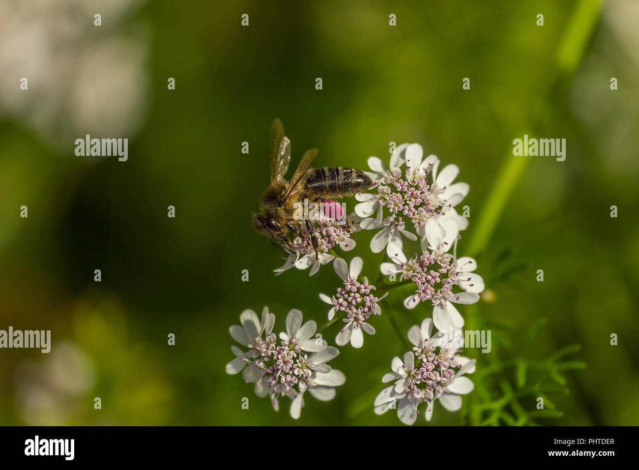 A bee on white flower with pink pollen on it feet Stock Photo