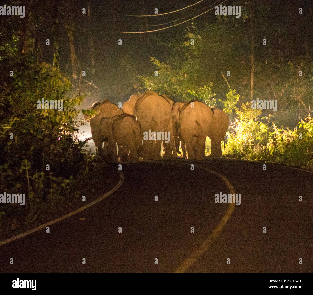 Night shot in Car Lights of A Family of five Asian Wild Elephant
