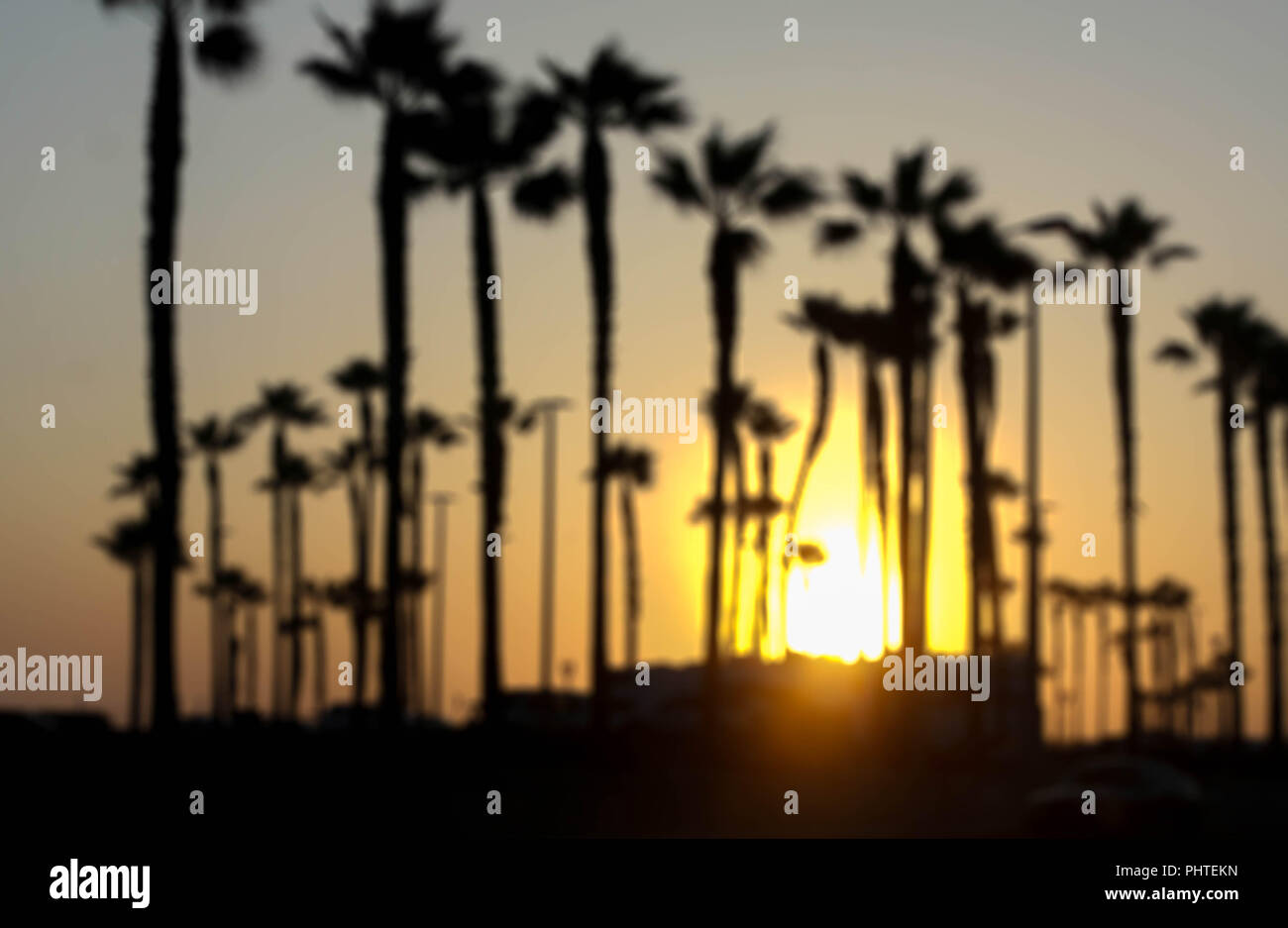 Realistic palm tree hi-res stock photography and images - Alamy