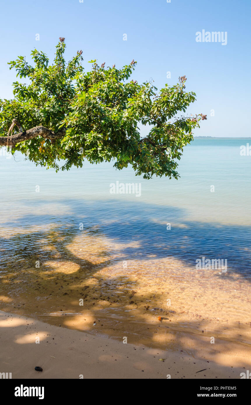 Beautiful landscape of tree growing over ocean with turquoise water at beach of Bijagos island Bubaque, Guinea Bissau, West Africa Stock Photo