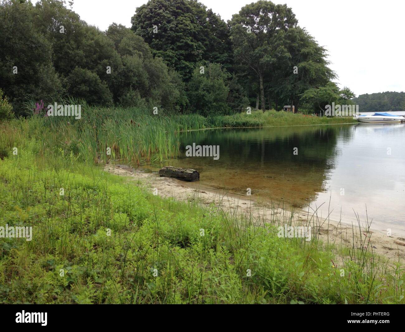 Beautiful little pond on a summers morning Stock Photo Alamy